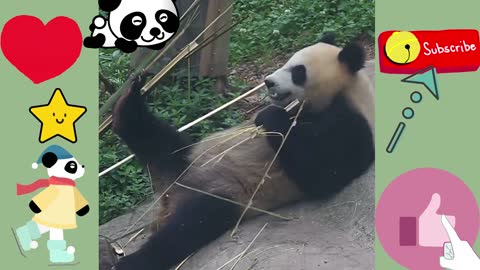 Panda 1 #short #viral