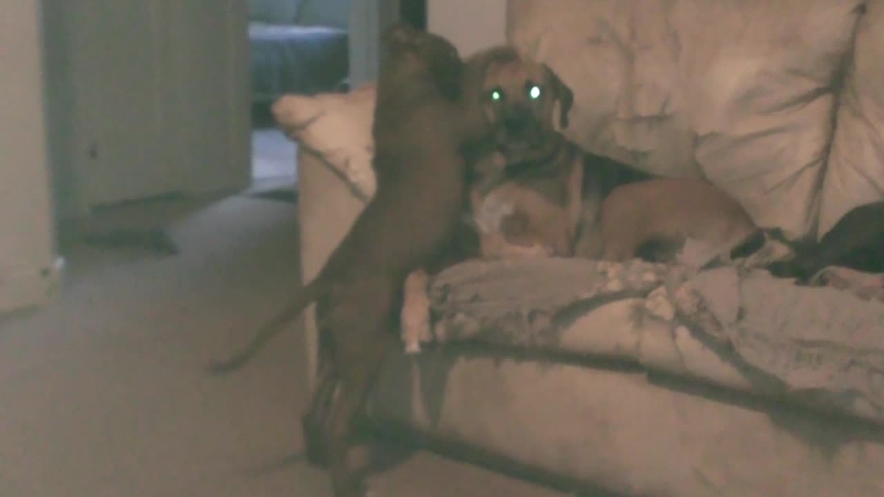 Jessie pesters Gus