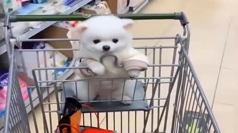 cute small dogs girls real crush