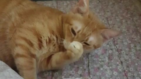 A grooming cat, so lovely