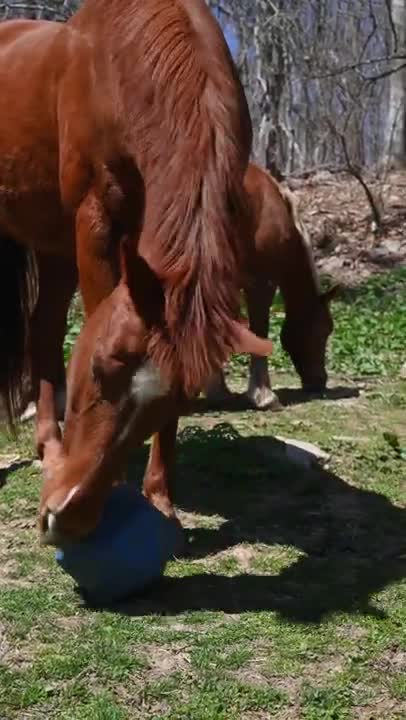 Video of a Playing Horse