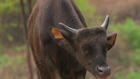 4K VIDEO (ULTRAHD) INDIAN WILDLIFE WITH BREATHTAKING VISUALS - 8of8