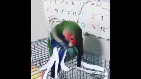 PRROT SINGING