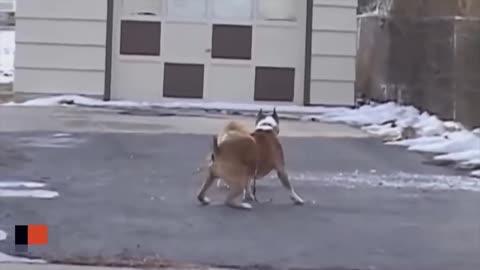 Ultimate Cat Fight With Dog #cat #dogs #dogsfight #catfighr