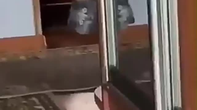 Animal fighting 😱 Funny moments in animal fighting 😳