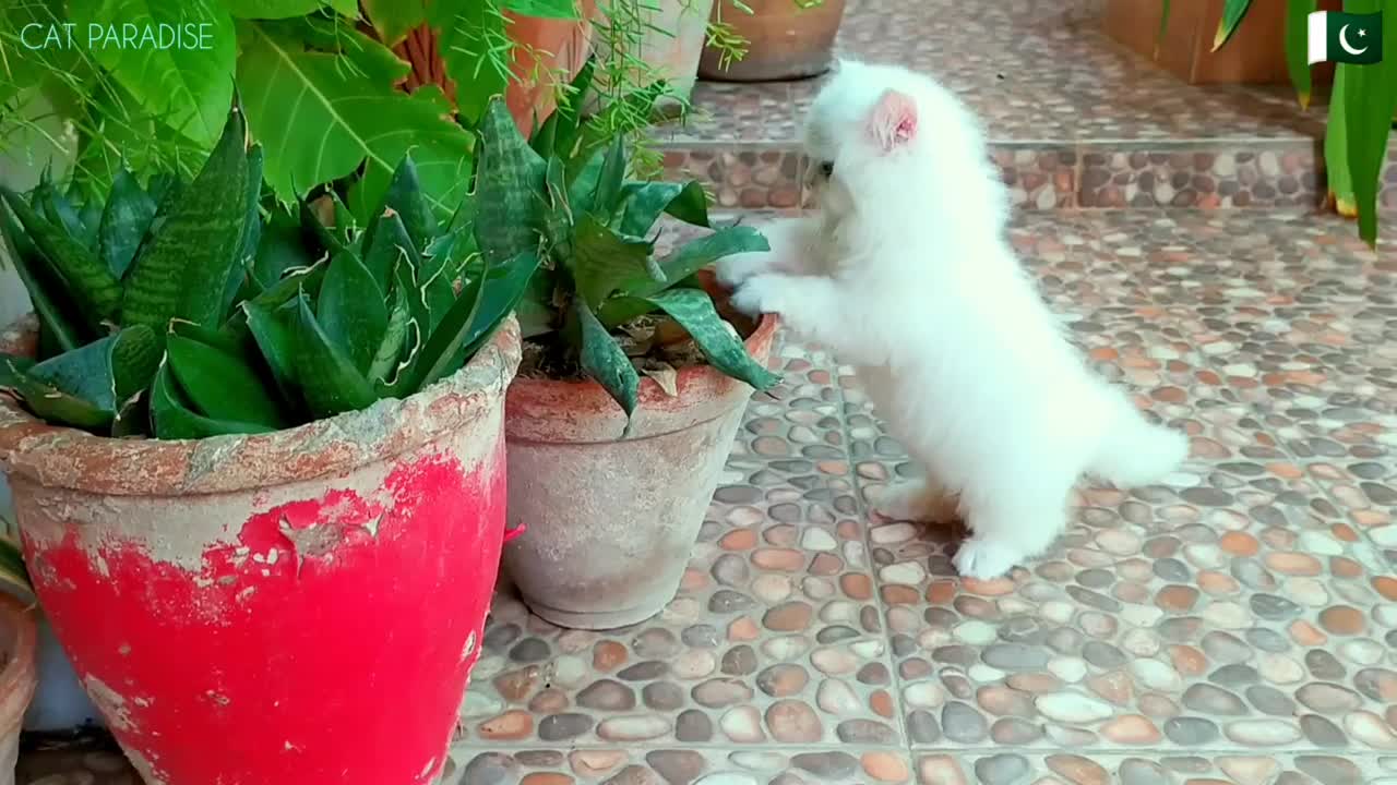 Little Gardener - Cat paradise
