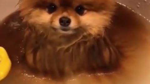 Cute dog have bath ! Funny dog video