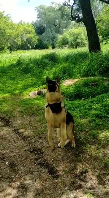 My dog ​​catches a toy