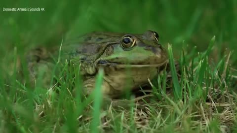 Funny animals, animal sounds_ Cow, Tiger, Dog, Cat, Hippo, Pig, Fish, Otter, Buffalo