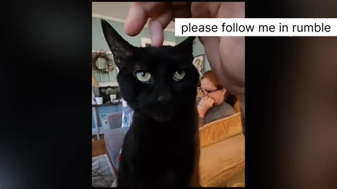 Funny cat video #3