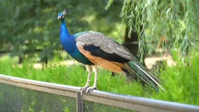 Nature sounds birds,royalty free nature sounds