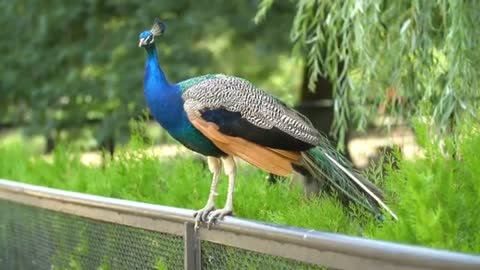 Nature sounds birds,royalty free nature sounds