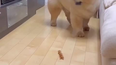Very funny cat / cat funny moment 😂