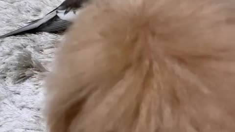 Cocktail bird singing and constant annoying dog 😂🎼😂 •