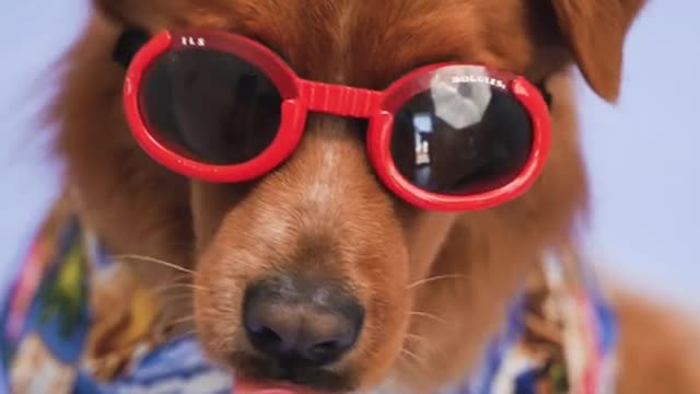 So smart dog in glasis