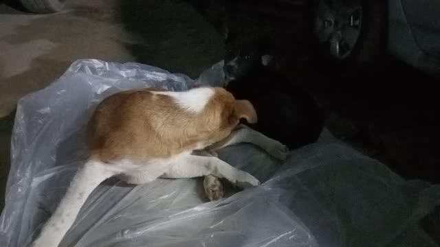 Fun With Dog