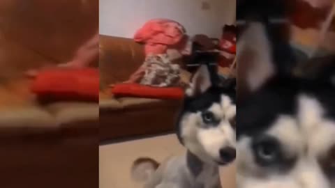 Look how cute this dog is, as cute as you are