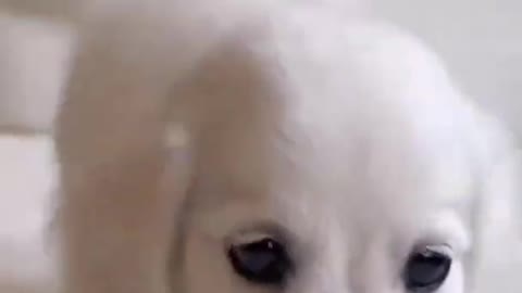 cute puppy 😃 funny moment