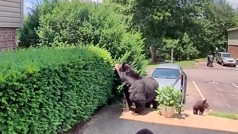 A Family Bears Comes To Visit