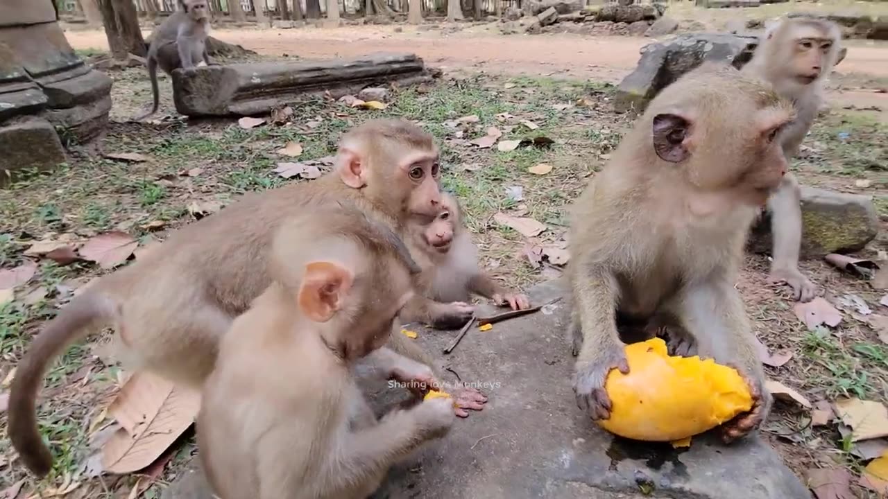 Watch Princess Monkey Rainbow Indulge In An Amazing Dinner While Kids Waiting Her Sharing!🐒🌿🍃 #7