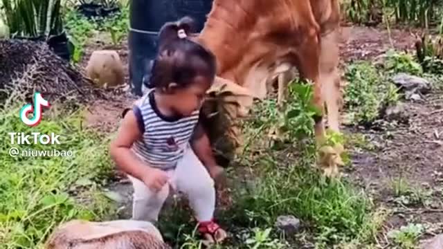 Cow play around with children