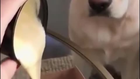 Funny &Cute Dog Video Compilation Pet Lover#shorts