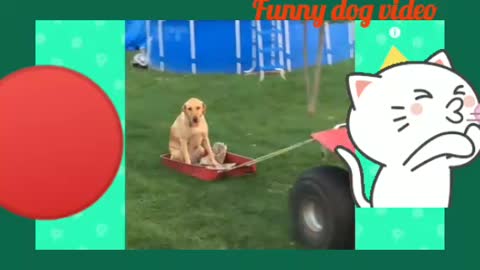 Funniest animal video with craziness.Cute and lovable dog video.Baby dog video.Dog's cuteness.