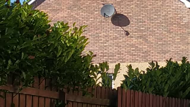 When you forget to remove Christmas decoration in spring