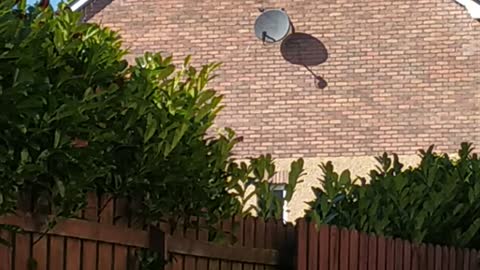 When you forget to remove Christmas decoration in spring