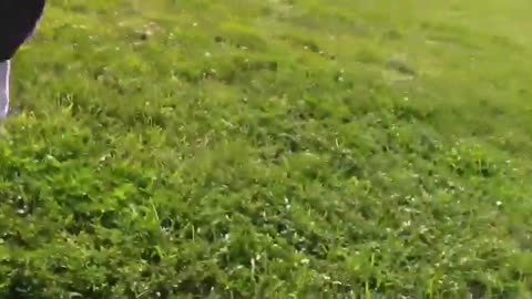 How To Make Dog Become Fully Aggressive by Simple Tips