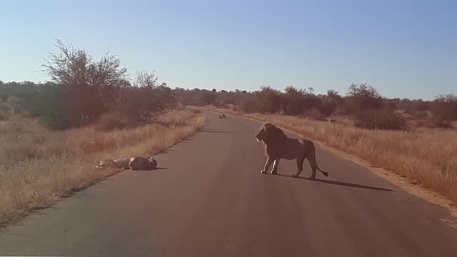 Lions playing