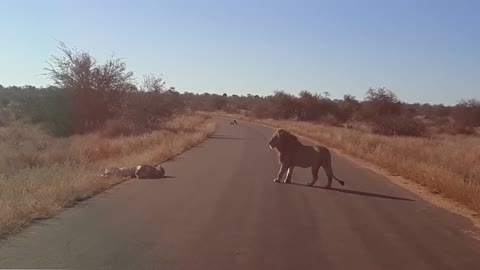 Lions playing