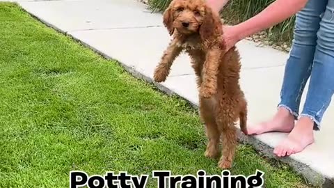 Dogs training