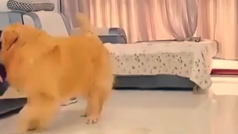 Dogs video funny moments