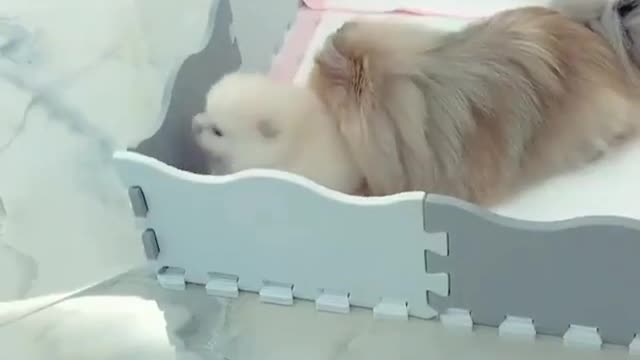Cute animal funny video