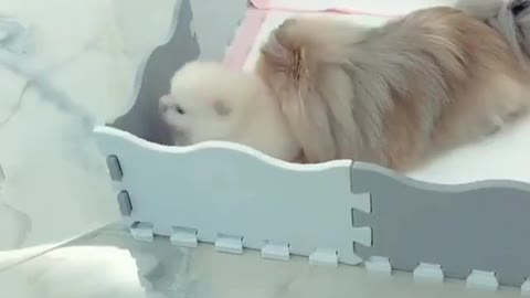 Cute animal funny video