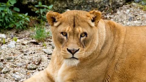 Wildlife safari