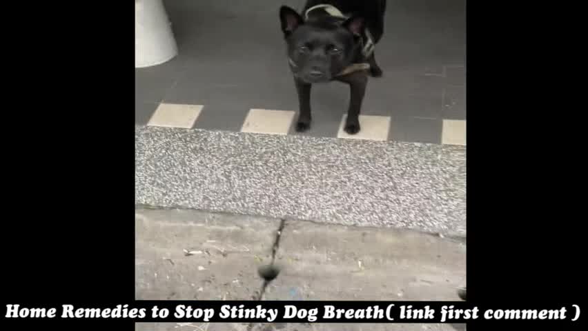 Bad Breath in Dogs: Causes and Treatment : Home Remedies to Stop Stinky Dog Breath