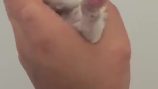 Adorable bichon frise puppy cuddling for a first time