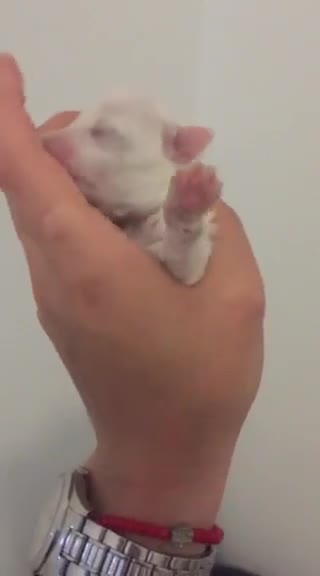 Adorable bichon frise puppy cuddling for a first time