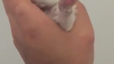 Adorable bichon frise puppy cuddling for a first time