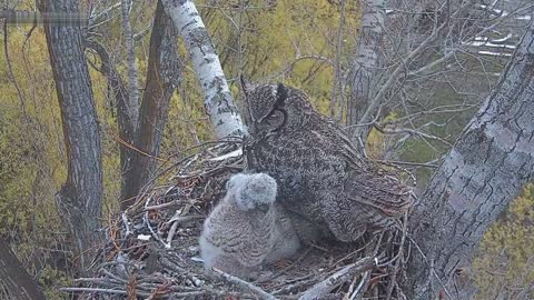 FUNNY OWLS Fun, Pranks, Jokes, Humor