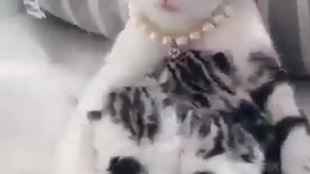 cute mom cat