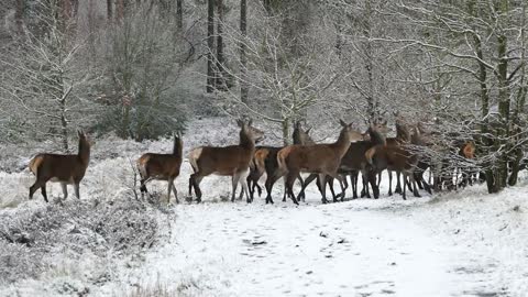 Animals solitary