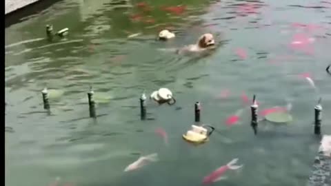 Funny animal video | funny video 😂| try not to laugh