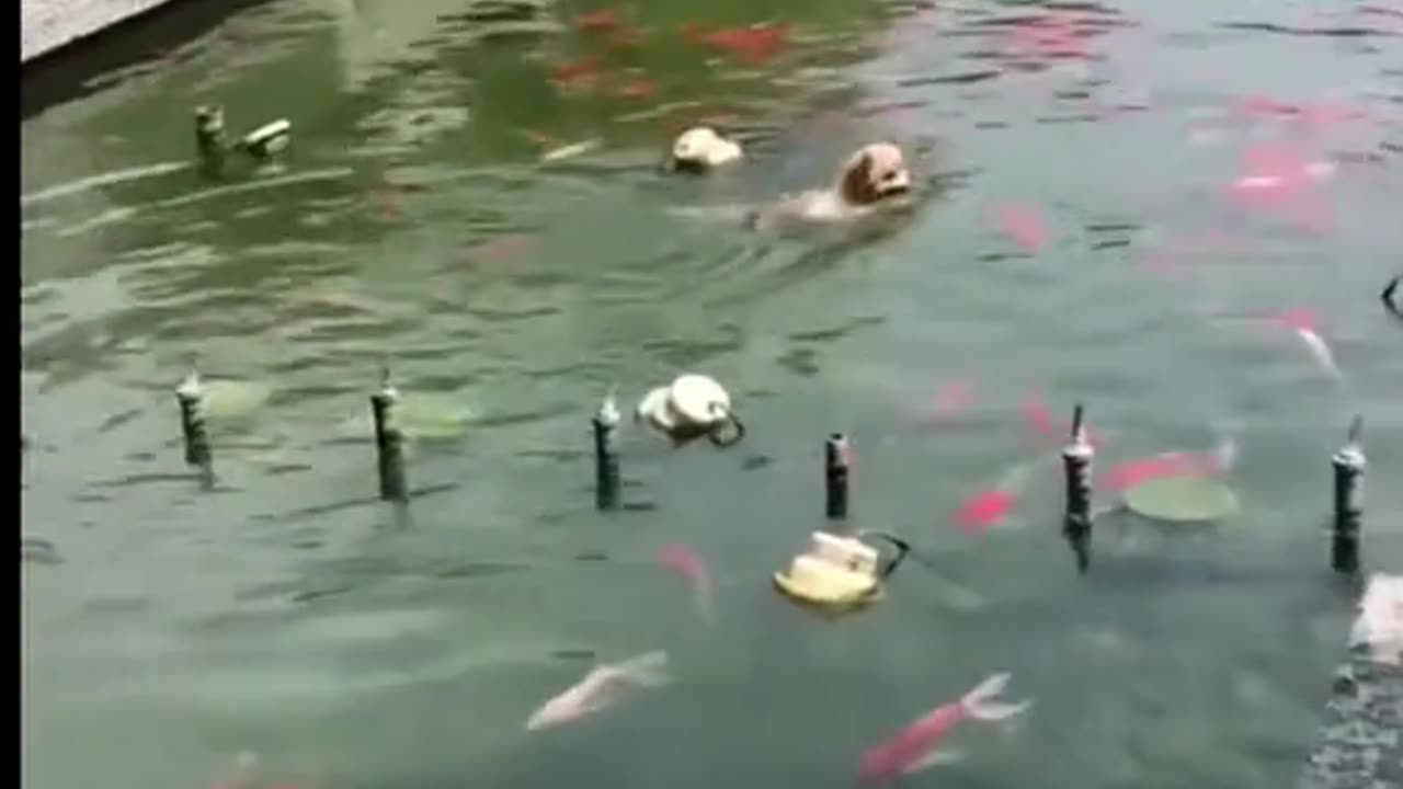 Funny animal video | funny video 😂| try not to laugh