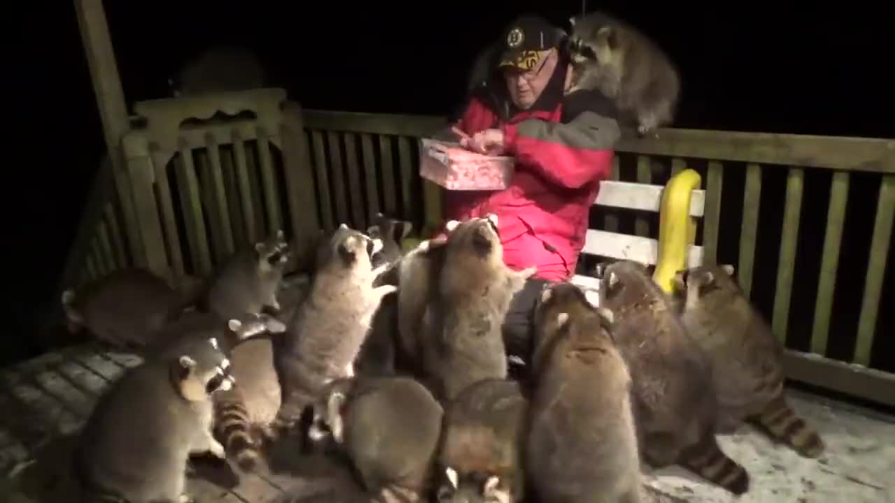 Feeding racoons