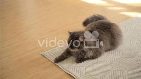 Adorable Grey Cat Licking Paw While Resting Quietly On Beige Carpet In Living Room