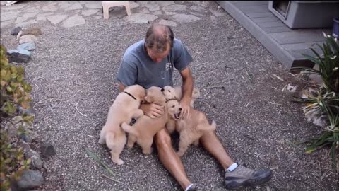Golden Retriever Puppy Attack