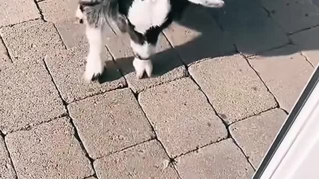 Play between animals